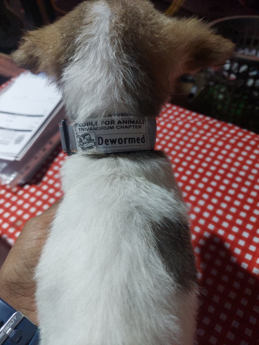 Customized Reflective Collar Puppy