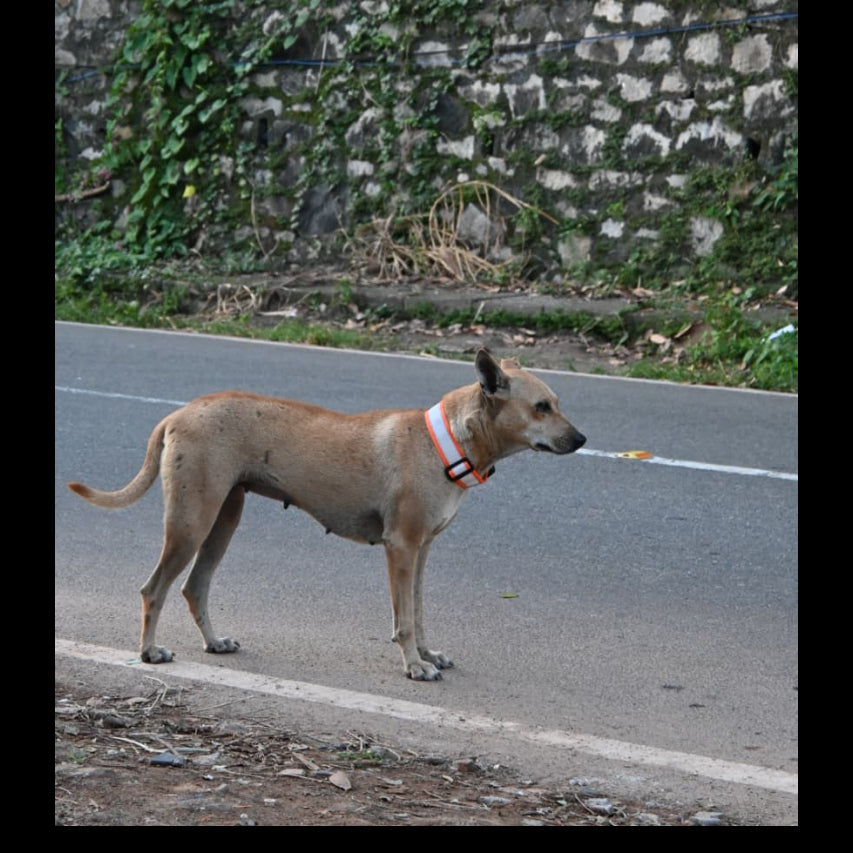Standard Reflective Collar