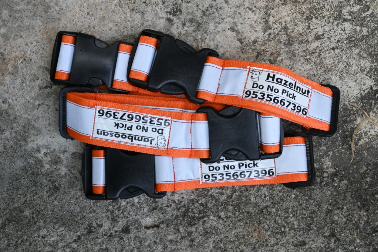 Customised Reflective Collar