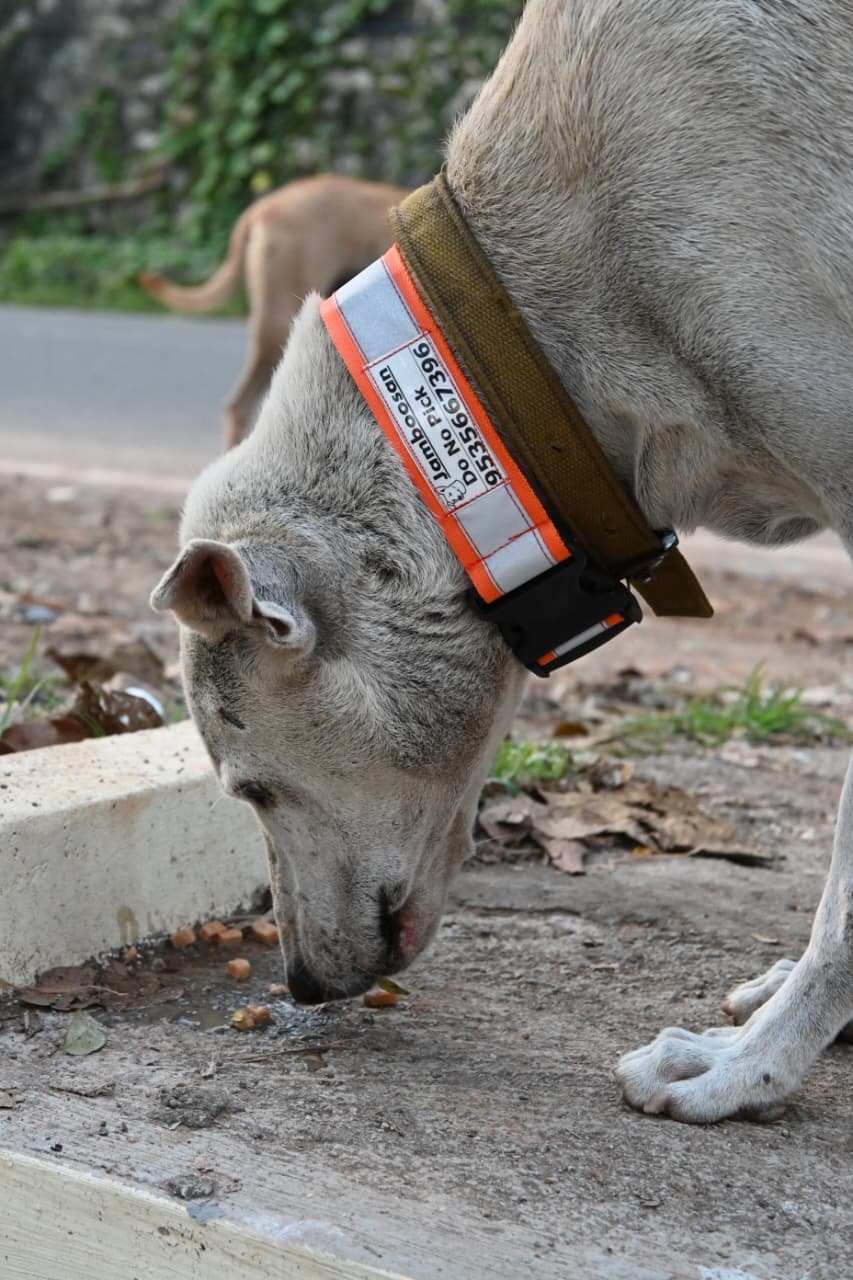 Customised Reflective Collar